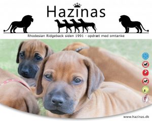 Kennel Hazinas