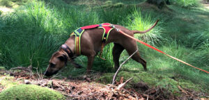 Ridgeback til Schweissprøve